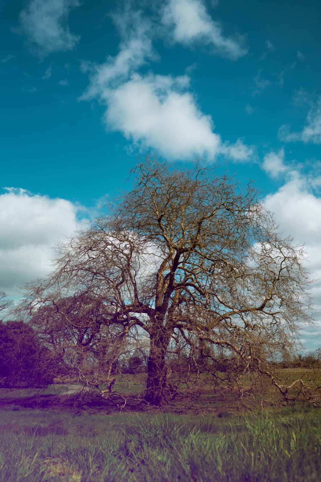Ballinderry Park - the 300-year-old estate that hosts ÉLG